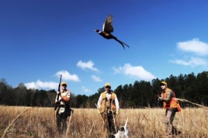 pheasant-hunting-ga